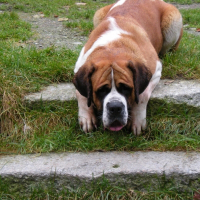Photo de profil de Benga