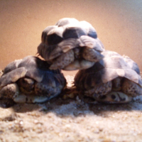 Photo de profil de Caroline, franklin et eude