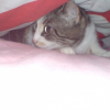 Photo de Cacahuète