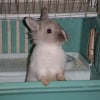 Photo de Milou