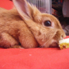 Photo de Nala