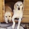 Photo de Samba et tania