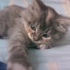 Photo de Canaille, American Bobtail