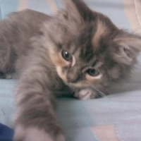 Photo de profil de Canaille