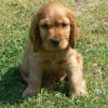 Photo de Diego, Clumber-Spaniel