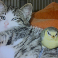 Photo de profil de Tyson