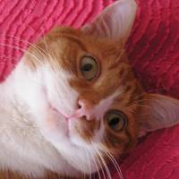 Photo de profil de Léo