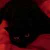 Photo de Orky