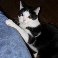 Photo de profil de Banzaï