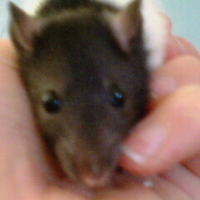 Photo de profil de Ratasse