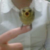 Photo de Petite mésange