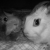 Photo de Pouite et sok