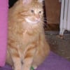 Photo de Boulete / bandy / buky, Maine Coon