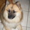 Photo de Domino
