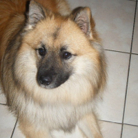 Photo de profil de Domino