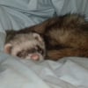 Photo de Guismo, Furet