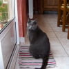 Photo de Azzaro, Chartreux