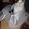 Photo de Cacahuete