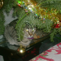 Photo de profil de Tigrette