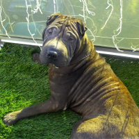 Photo de profil de Caméo