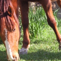 Photo de profil de Pacha de la croix