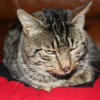 Photo de Domino