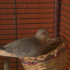 Photo de Romeo et juliette