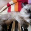Photo de Yoshi