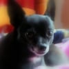Photo de Tibou