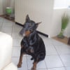 Photo de Romeo
