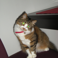 Photo de profil de Isis