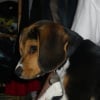Photo de Dino