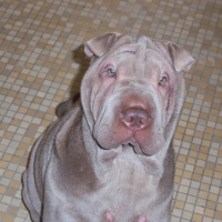 Photo de profil de Cheyenne