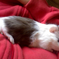 Photo de profil de Twix