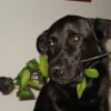 Photo de Baloo