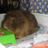 Photo de Titi