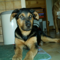 Photo de profil de Apollo