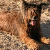 Photo de profil de Holaf