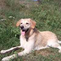 Photo de profil de Anakyn