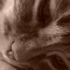 Photo de Killer, Européen