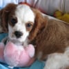 Photo de Poopy, Cavalier King Charles Spaniel
