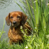 Photo de Pepsy