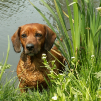 Photo de profil de Pepsy