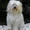Photo de Tyxie