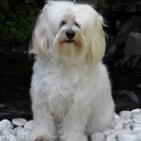 Photo de profil de Tyxie