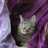 Photo de Rocket