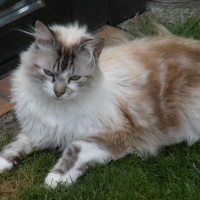 Photo de profil de Coocky