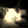 Photo de Enzo