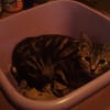 Photo de Sushi, American Wirehair