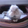 Photo de Merlin